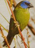 Blue-Faced Finch