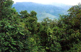 Rainforest Canopy