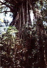 Cathedral Fig Tree
