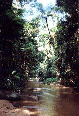 Kauri Creek Walk