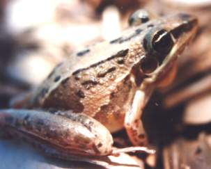 Litoria%20Nasuta%206%20w.jpg