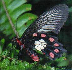 Red Bodied Swallowtail