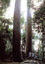 Twin Kauris Tree