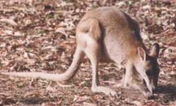 Agile Wallaby