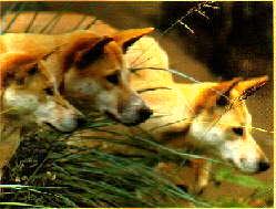 Australian dingo (Canis lupus dingo) - JungleDragon