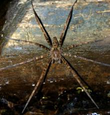 giant underwater spider