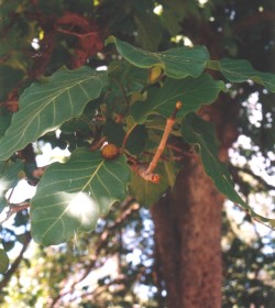 leichardt tree