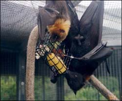 Bats at Lubee