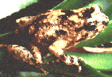 Nursery Frog #1 (Cophixalus ornatus)