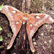 Hercules Moth