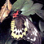 Birdwing Butterfly