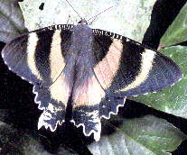 Zodiac Moth