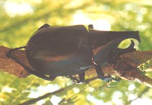 rhinoceros beetle florida