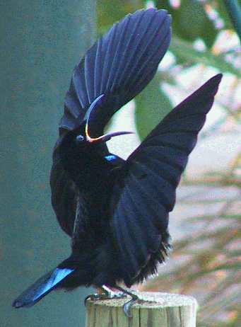 Victoria's Riflebird - The Australian Museum