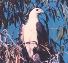 white-bellied sea eagle